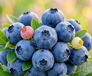 Голубика